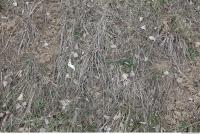 Photo Texture of Grass Dead 0002